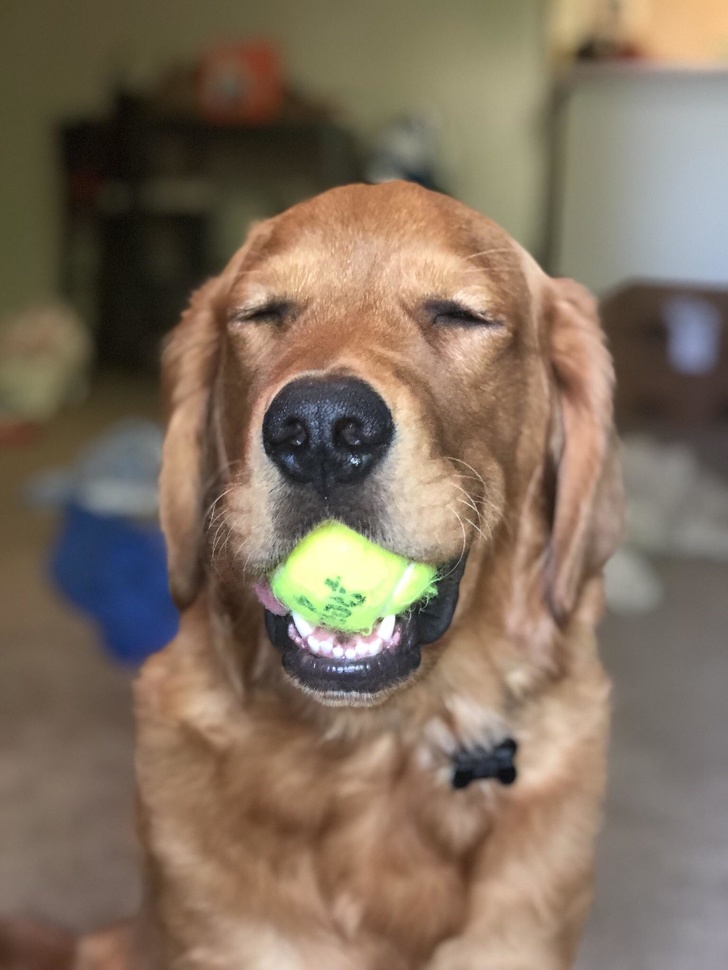 Illustration de l'article : 14 photos prouvant que les animaux de compagnie sont remplis d'amour !